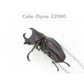 Xylotrupes gideon. China, Yunnan, Yuxi, Xinping county. 2M. Cole-Dyna-22060.