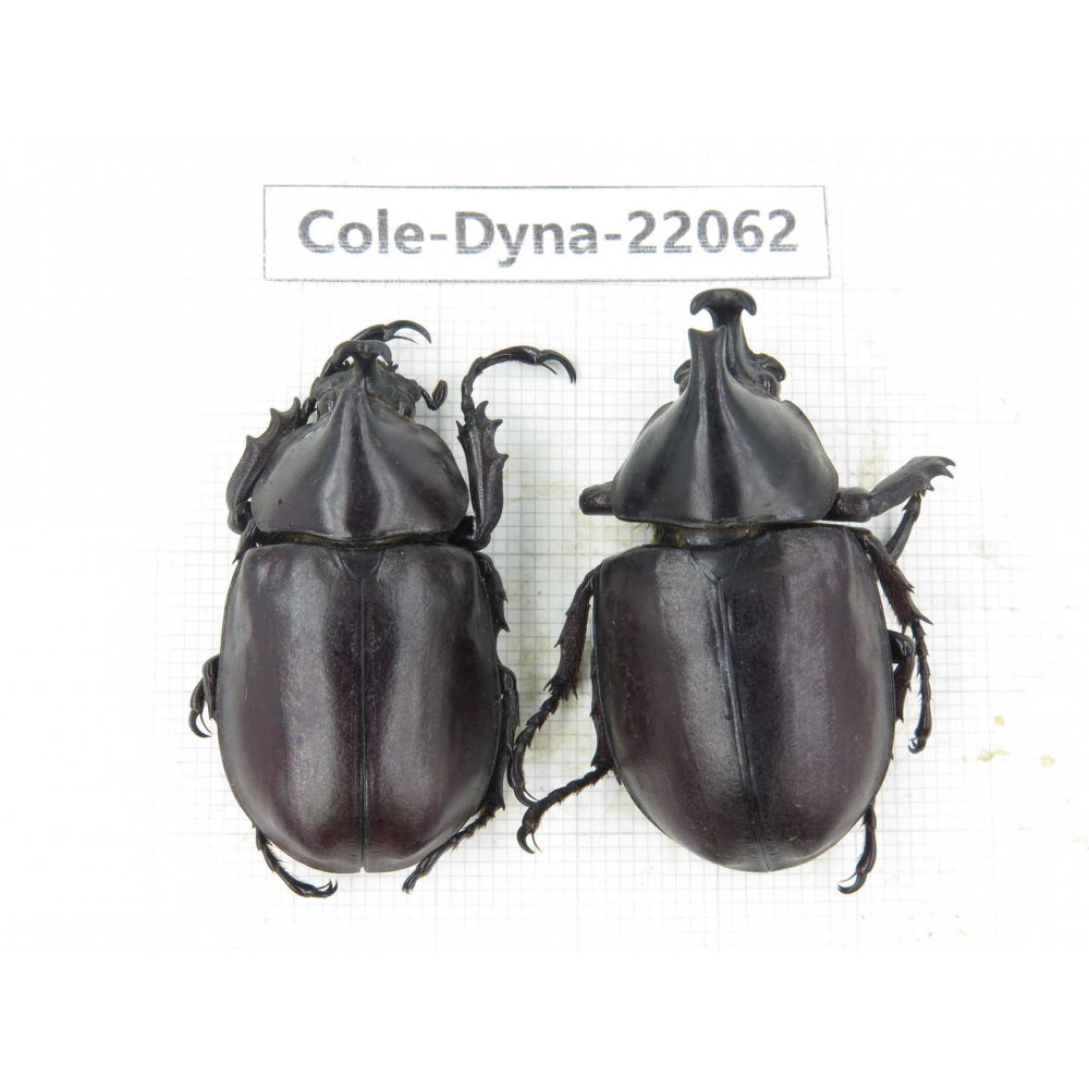 Xylotrupes gideon. China, Yunnan, Yuxi, Xinping county. 2M. Cole-Dyna-22062.