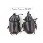 Xylotrupes gideon. China, Yunnan, Yuxi, Xinping county. 2M. Cole-Dyna-22062.