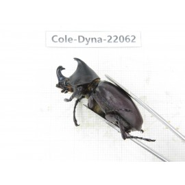 Xylotrupes gideon. China, Yunnan, Yuxi, Xinping county. 2M. Cole-Dyna-22062.