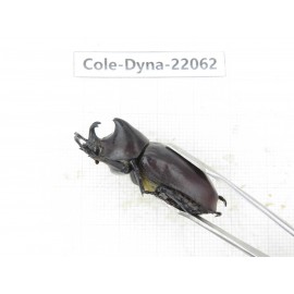 Xylotrupes gideon. China, Yunnan, Yuxi, Xinping county. 2M. Cole-Dyna-22062.