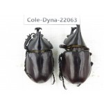 Xylotrupes gideon. China, Yunnan, Yuxi, Xinping county. 2M. Cole-Dyna-22063.