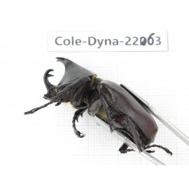 Xylotrupes gideon. China, Yunnan, Yuxi, Xinping county. 2M. Cole-Dyna-22063.