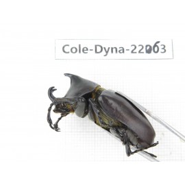 Xylotrupes gideon. China, Yunnan, Yuxi, Xinping county. 2M. Cole-Dyna-22063.