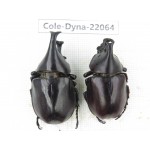 Xylotrupes gideon. China, Yunnan, Yuxi, Xinping county. 2M. Cole-Dyna-22064.