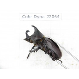 Xylotrupes gideon. China, Yunnan, Yuxi, Xinping county. 2M. Cole-Dyna-22064.