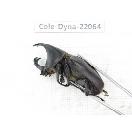 Xylotrupes gideon. China, Yunnan, Yuxi, Xinping county. 2M. Cole-Dyna-22064.