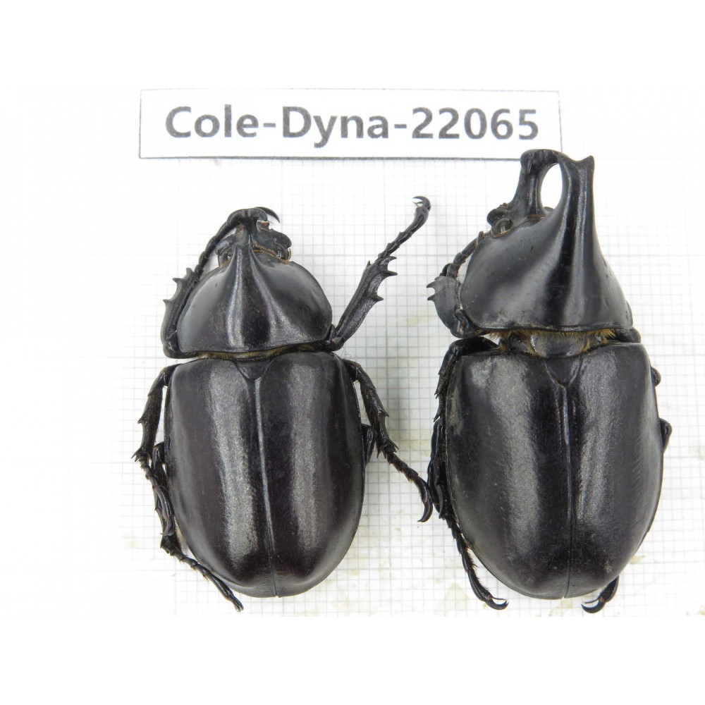 Xylotrupes gideon. China, Yunnan, Yuxi, Xinping county. 2M. Cole-Dyna-22065.