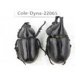 Xylotrupes gideon. China, Yunnan, Yuxi, Xinping county. 2M. Cole-Dyna-22065.