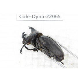 Xylotrupes gideon. China, Yunnan, Yuxi, Xinping county. 2M. Cole-Dyna-22065.