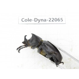 Xylotrupes gideon. China, Yunnan, Yuxi, Xinping county. 2M. Cole-Dyna-22065.