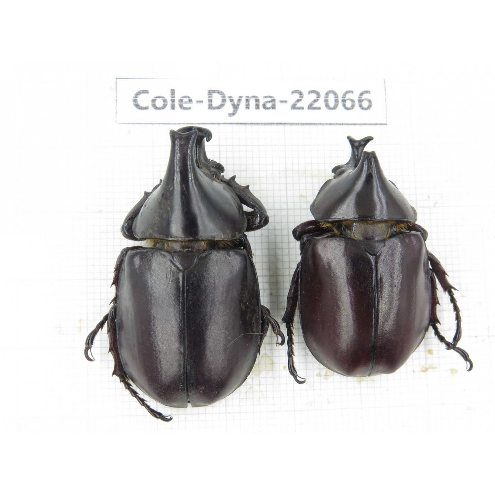 Xylotrupes gideon. China, Yunnan, Yuxi, Xinping county. 2M. Cole-Dyna-22066.