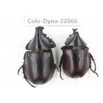 Xylotrupes gideon. China, Yunnan, Yuxi, Xinping county. 2M. Cole-Dyna-22066.