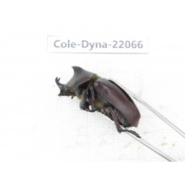 Xylotrupes gideon. China, Yunnan, Yuxi, Xinping county. 2M. Cole-Dyna-22066.