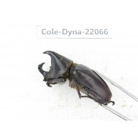 Xylotrupes gideon. China, Yunnan, Yuxi, Xinping county. 2M. Cole-Dyna-22066.