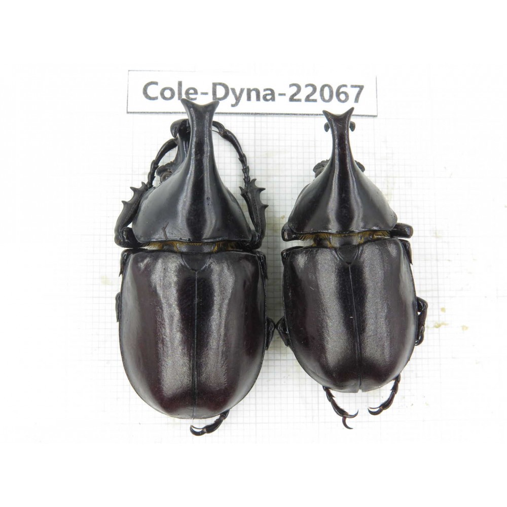 Xylotrupes gideon. China, Yunnan, Yuxi, Xinping county. 2M. Cole-Dyna-22067.