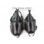 Xylotrupes gideon. China, Yunnan, Yuxi, Xinping county. 2M. Cole-Dyna-22067.