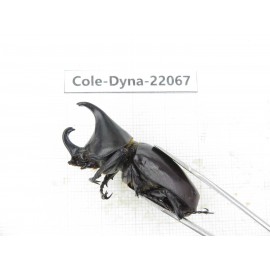 Xylotrupes gideon. China, Yunnan, Yuxi, Xinping county. 2M. Cole-Dyna-22067.