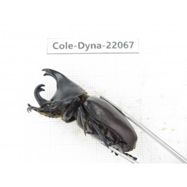 Xylotrupes gideon. China, Yunnan, Yuxi, Xinping county. 2M. Cole-Dyna-22067.