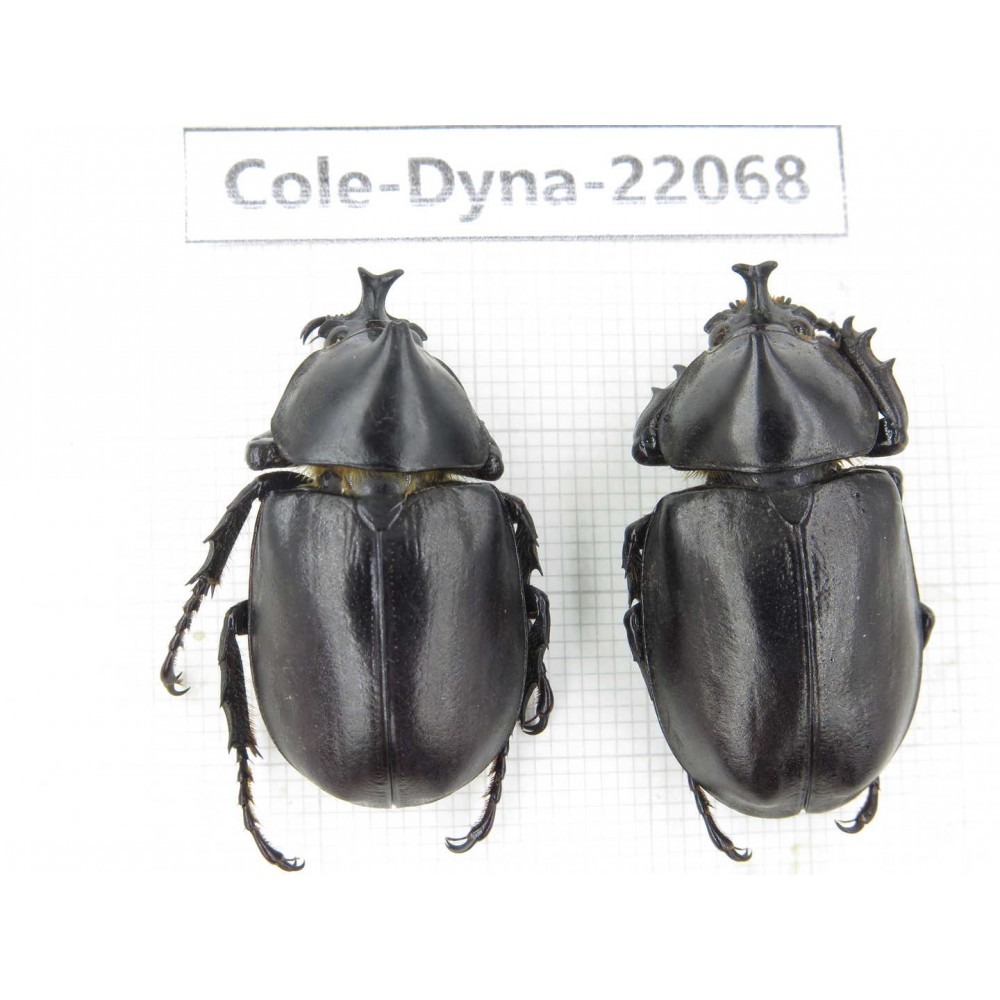 Xylotrupes gideon. China, Yunnan, Yuxi, Xinping county. 2M. Cole-Dyna-22068.