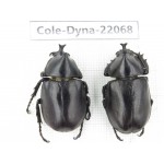 Xylotrupes gideon. China, Yunnan, Yuxi, Xinping county. 2M. Cole-Dyna-22068.
