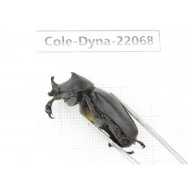 Xylotrupes gideon. China, Yunnan, Yuxi, Xinping county. 2M. Cole-Dyna-22068.