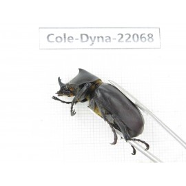 Xylotrupes gideon. China, Yunnan, Yuxi, Xinping county. 2M. Cole-Dyna-22068.