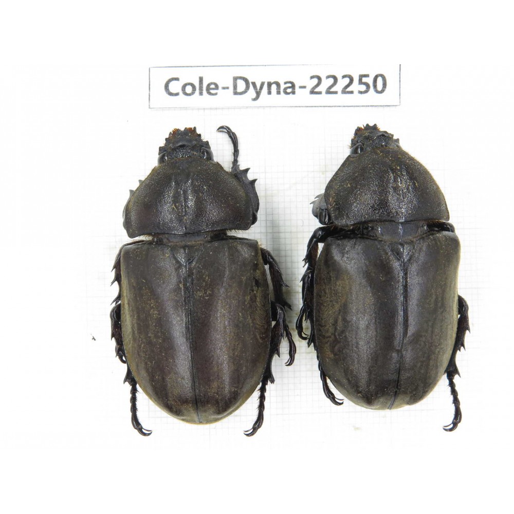 Trypoxylus dichotomus. China, Guizhou, Tongren, Mt.Fanjingshan. 2Pcs. Cole-Dyna-22250.