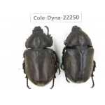 Trypoxylus dichotomus. China, Guizhou, Tongren, Mt.Fanjingshan. 2Pcs. Cole-Dyna-22250.