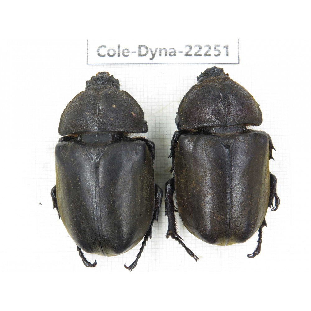 Trypoxylus dichotomus. China, Guizhou, Tongren, Mt.Fanjingshan. 2Pcs. Cole-Dyna-22251.