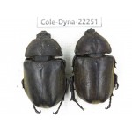Trypoxylus dichotomus. China, Guizhou, Tongren, Mt.Fanjingshan. 2Pcs. Cole-Dyna-22251.