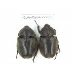 Trypoxylus dichotomus. China, Guizhou, Bijie, Jinsha county. 2Pcs. Cole-Dyna-22258.