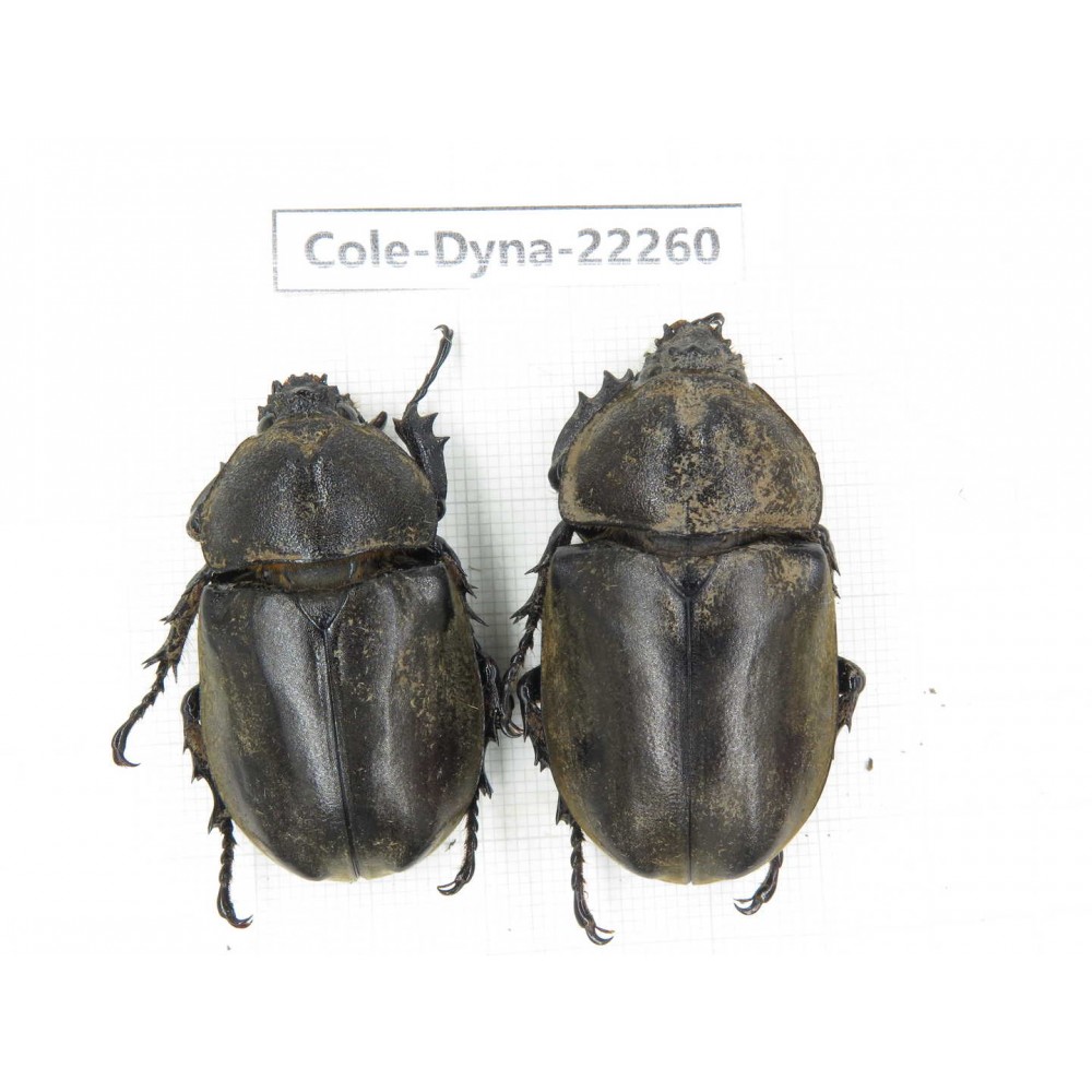 Trypoxylus dichotomus. China, Guizhou, Bijie, Jinsha county. 2Pcs. Cole-Dyna-22260.
