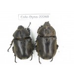 Trypoxylus dichotomus. China, Guizhou, Bijie, Jinsha county. 2Pcs. Cole-Dyna-22260.
