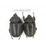 Trypoxylus dichotomus. China, Guizhou, Qiandongnan, Rongjiang county. 2Pcs. Cole-Dyna-22261.