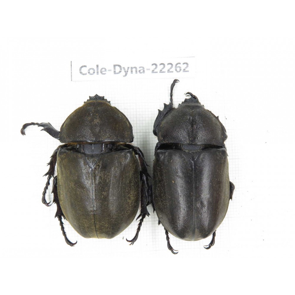 Trypoxylus dichotomus. China, Guizhou, Qiandongnan, Rongjiang county. 2Pcs. Cole-Dyna-22262.