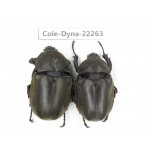 Trypoxylus dichotomus. China, Guizhou, Qiandongnan, Rongjiang county. 2Pcs. Cole-Dyna-22263.