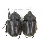Trypoxylus dichotomus. China, Guizhou, Qiandongnan, Rongjiang county. 2Pcs. Cole-Dyna-22264.