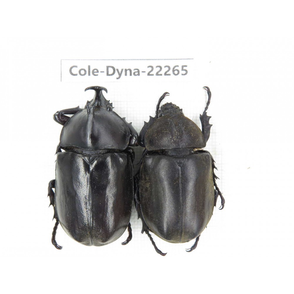 Trypoxylus dichotomus. China, Guizhou, Qiandongnan, Rongjiang county. 1P. Cole-Dyna-22265.