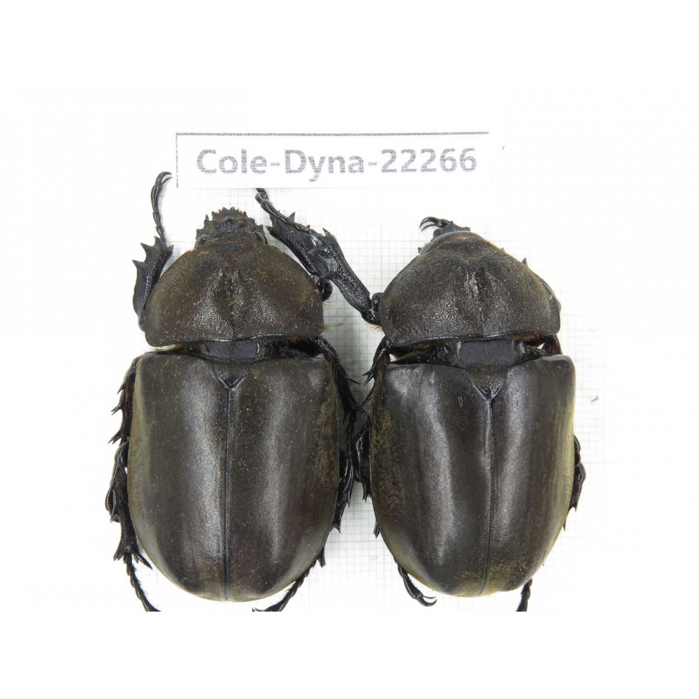Trypoxylus dichotomus. China, Guizhou, Qiandongnan, Rongjiang county. 2Pcs. Cole-Dyna-22266.