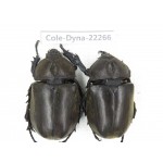 Trypoxylus dichotomus. China, Guizhou, Qiandongnan, Rongjiang county. 2Pcs. Cole-Dyna-22266.