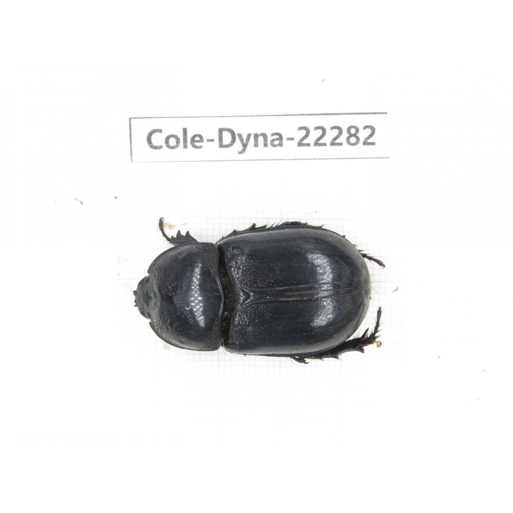 Dynastidae sp. China, Guizhou, Qiandongnan, Taijiang county. 1Pcs. Cole-Dyna-22282.