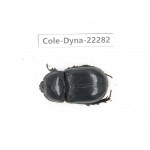 Dynastidae sp. China, Guizhou, Qiandongnan, Taijiang county. 1Pcs. Cole-Dyna-22282.
