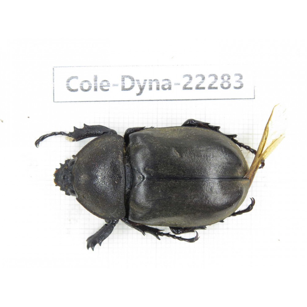 Trypoxylus dichotomus. China, Guizhou, Qiandongnan, Taijiang county. 1Pcs. Cole-Dyna-22283.