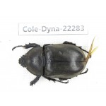 Trypoxylus dichotomus. China, Guizhou, Qiandongnan, Taijiang county. 1Pcs. Cole-Dyna-22283.
