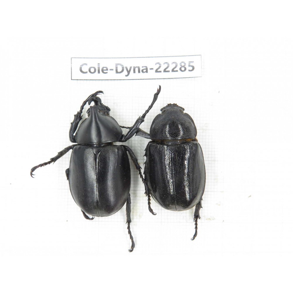 Xylotrupes gideon. China, Yunnan, Dehong, Yingjiang county. 1P. Cole-Dyna-22285.