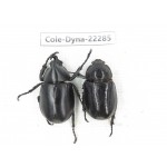 Xylotrupes gideon. China, Yunnan, Dehong, Yingjiang county. 1P. Cole-Dyna-22285.