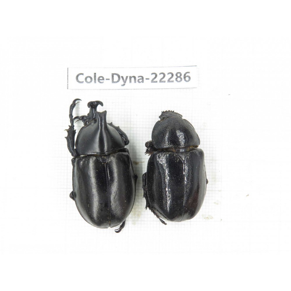 Xylotrupes gideon. China, Yunnan, Dehong, Yingjiang county. 1P. Cole-Dyna-22286.