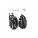 Xylotrupes gideon. China, Yunnan, Dehong, Yingjiang county. 1P. Cole-Dyna-22286.