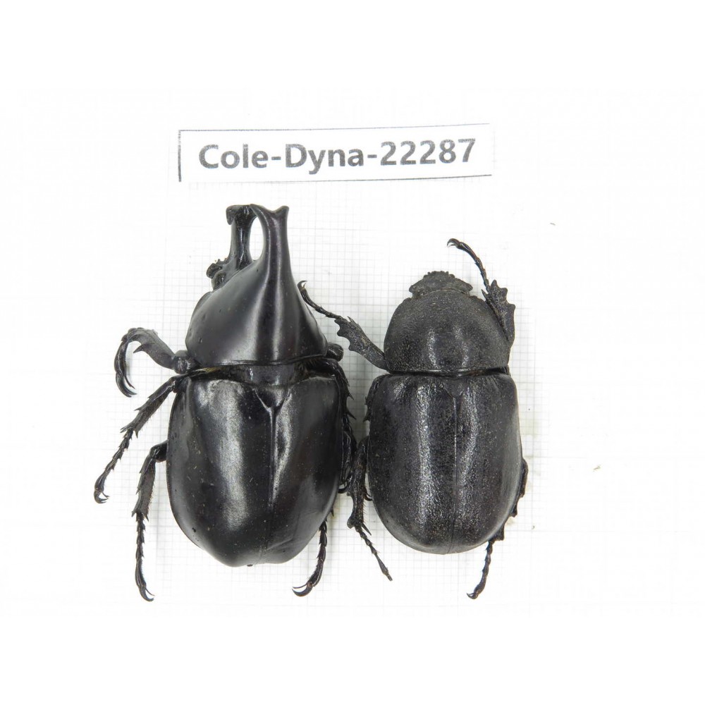 Xylotrupes gideon. China, Yunnan, Dehong, Yingjiang county. 1P. Cole-Dyna-22287.